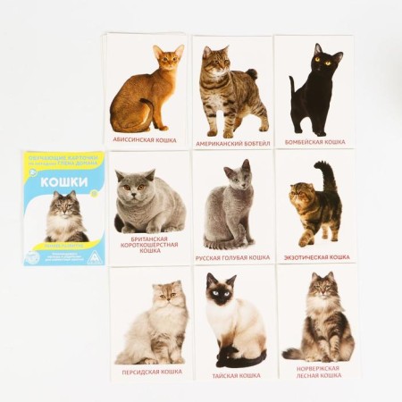 Mix Training cards according to the method of Glen Doman “We Expand the horizons”, 10 pieces, A6, 2+-2