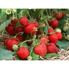 Strawberry garden exhibition, p9 pot, 1 pc, summer 2024