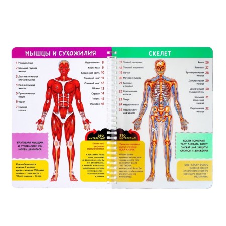 Book with transparent pages "My Body", 32 p.-3