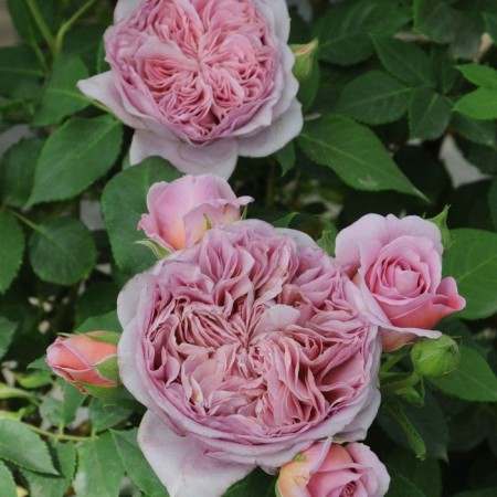Seedling rose "Roba a la Frances", tube, spring 2025