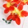 Artificial flowers "Orchid Falenopsis multiflore" 6x37 cm, orange