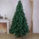 Blue spruce 210 cm D of the lower tier 120 cm 1090 branches