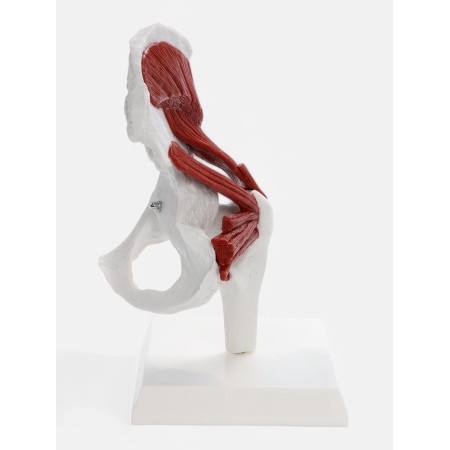 Pill Bone layout with muscle tissue 23*13cm-4