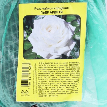 Sahenian Rosa Meyan Tea-Hybride "Pierre Arditi", tube, 1 pc, spring 2025-2