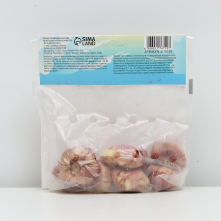 Gladiolus Street Galaxy, Rr 10+, 7 pcs, Spring 2024-1