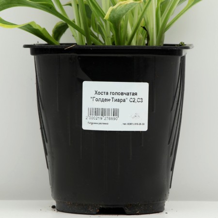 Host -headed "Golden Tiara", pot C3, 1 pc, Spring 2024-3
