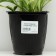 Host -headed "Golden Tiara", pot C3, 1 pc, Spring 2024