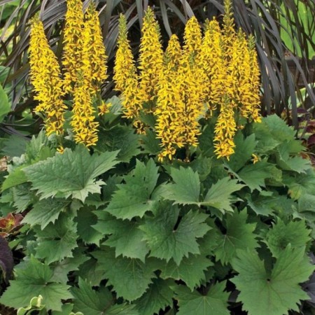 Buzunik narrow rocket, C3 pot, H10-50 height, 1 pc, summer 2024