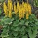 Buzunik narrow rocket, C3 pot, H10-50 height, 1 pc, summer 2024