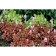 Heicherla Brass Lantern, C2 pot, H10-50 height, 1 pc, summer 2024