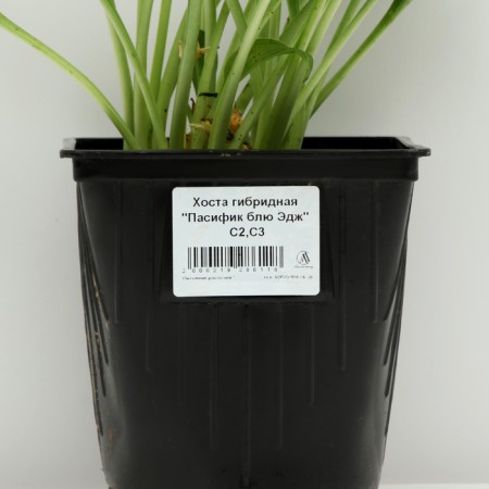 Hybrid Host "Pasifik Blue Edge", pot C3, 1 pc, spring 2024-3