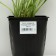 Hybrid Host "Pasifik Blue Edge", pot C3, 1 pc, spring 2024
