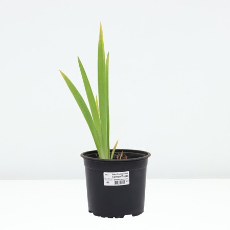 Iris Bearded Sultan Palas, pot C2, 1 pc, summer 2024-2