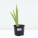Iris Bearded Sultan Palas, pot C2, 1 pc, summer 2024