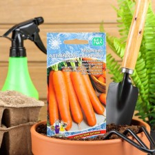 Altai sugar carrots 
