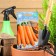 Altai sugar carrots "late -ripening, cold -resistant storage variety 1.5 g