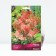 Labaznik Red Venus, rr I, 1 pc, spring 2025