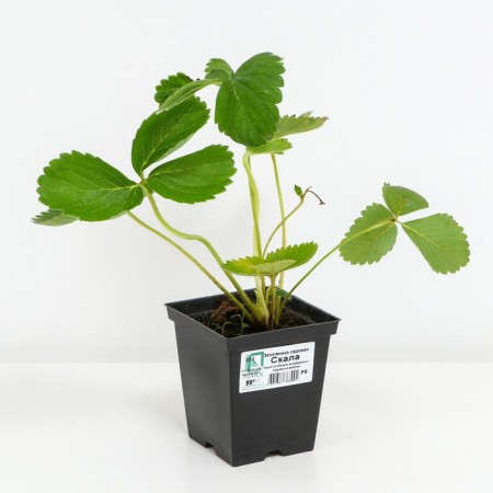Strawberry Garden rock, p9 pot, 1 pc, summer 2024-1