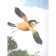 A big journey of a little bird. Hegarty P., von Donnik S.