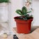 Pot for seedlings, 7.5 l, d = 25.5 cm, h = 20.5 cm, terracotta, Greengo