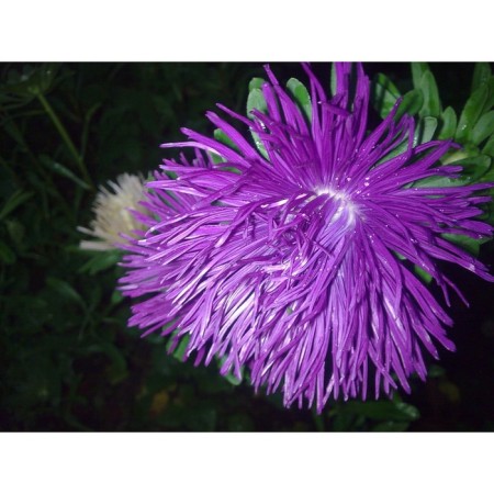 Gremlin Astra seeds, dark purple