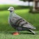 Garden figure "pigeon" 17x10x18cm ////