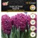 Hyacinth Vostochny Woodstock, rr 14/15, 4 pcs, autumn 2024
