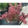 Barberry Tunberg Ruby Star, C2 pot, H10-50 height, 1 pc, summer 2024