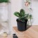 Pot for seedlings, 1 l, d = 13 cm, h = 10.5 cm, black, Greengo