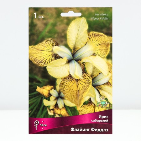 Iris Siberian Flying Fiddles, Rr. I, 1 pc, spring 2025-1