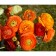 Ranunkulus Orange rn 7/8, 10 pcs