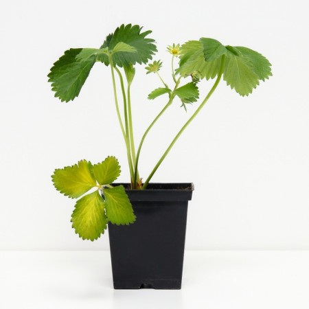 Strawberry Garden Eleans, P9 Pot, 1 pc, summer 2024-1