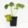 Strawberry Garden Eleans, P9 Pot, 1 pc, summer 2024