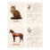 Training cards "Pets"