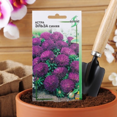 Flowers of Astra "Elsa", Blue, 35 pcs-2