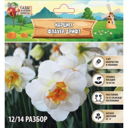 Narcissus Flauer Drift, river 12/14, 4 pcs, autumn 2024