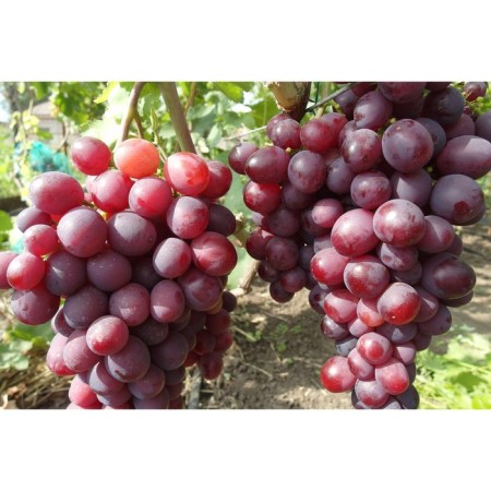Velor Grape seedling, 1 pc, spring 2024
