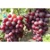 Velor Grape seedling, 1 pc, spring 2024