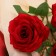 Artificial flowers "rose charm" 8x58 cm, red
