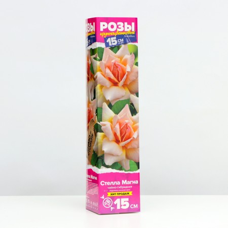 Seedling rose tea-hybrid "stella" Magne, 1 pc, spring 2024-1