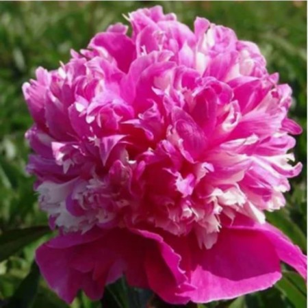 PION Milk -Tselbrichi, Pot C3, 1 pc, Summer 2024
