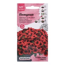 Flowers of Petunia 