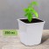 Pot for seedlings, 250 ml, d = 7 cm, h = 8 cm, white