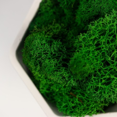 Kashpo concrete "Fantasy" with moss height 9 cm white (moss green stabilized)-2
