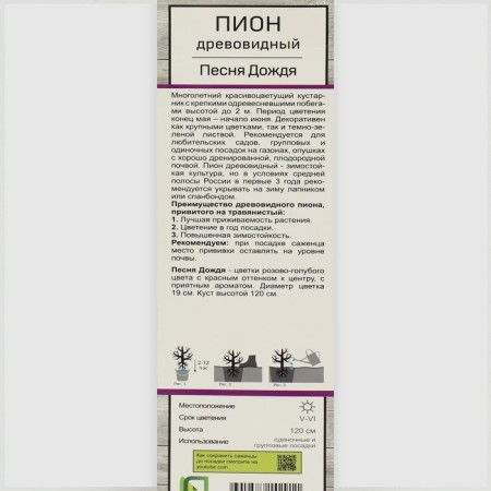 Pion tree pion (vaccinated on grassy) suite "Song of the rain", 1 pc, tube, spring 2025-1