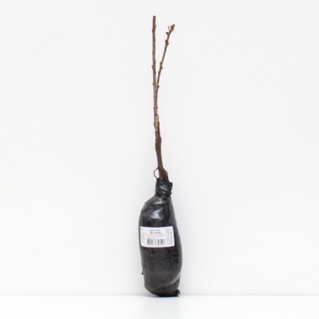 Sequeve "Essel", 1 pc, tube, spring 2024-2