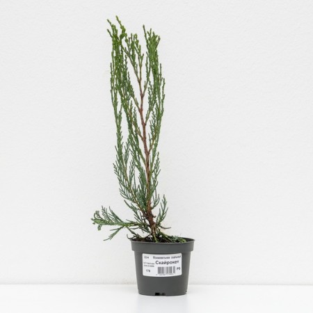 Juniper Rock "Skyroacroit", P9, 1pc, h 3-20 cm, summer 2024-1