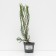 Juniper Rock "Skyroacroit", P9, 1pc, h 3-20 cm, summer 2024