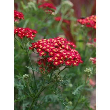 Yarrow ordinary red velvet, pot C3, 1 pc, summer 2024