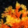 The artificial aquarium plant, 15 cm, orange